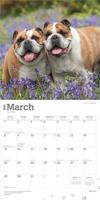 Engelse Bulldog Kalender 2026 - thumbnail