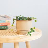 Hoya Serpens - P11 - thumbnail