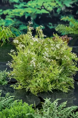 Waterplant Oenanthe fistulosa 'Flamingo' Waterplant Oenanthe fistulosa 'Flamingo'