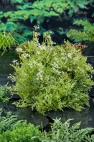 Waterplant Oenanthe fistulosa 'Flamingo' - thumbnail