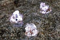 Lunaled 9s Oase - Oase - thumbnail