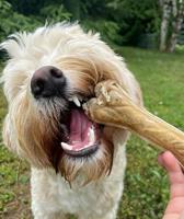 SYTA MICHA Kiwi with coconut - hondenkluif - 13,5 cm - thumbnail