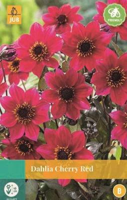 Dahlia Cherry Red rood 1 bloembol Dahlia JUB - Jub
