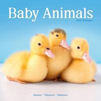 Baby Animals Calendar 2026 Square Animal Wall Calendar - 16 Month - thumbnail