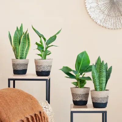 Zon kamerplanten Mix - P12 - 4 stuks Zon kamerplanten Mix - P12 - 4 stuks