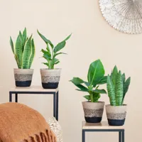 Zon kamerplanten Mix - P12 - 4 stuks - thumbnail