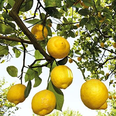 Weleda Citrus Refresh Douchecrème