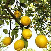 Weleda Citrus Refresh Douchecrème - thumbnail