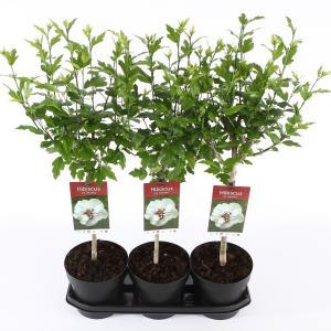 Hibiscus syriacus Speciosus op stam - Stam 60 cm - 9 stuks