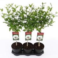 Hibiscus syriacus Speciosus op stam - Stam 60 cm - 9 stuks - thumbnail
