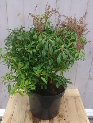 Pieris Rotsheide 50 cm groen Warentuin Natuurlijk - Warentuin natuurlijk