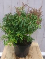 Pieris Rotsheide 50 cm groen Warentuin Natuurlijk - Warentuin natuurlijk - thumbnail