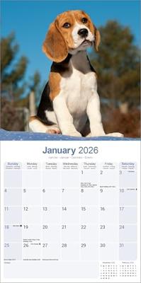 Beagle Kalender 2026 Beagle Kalender 2026