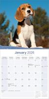 Beagle Kalender 2026 - thumbnail