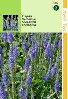 Zaden Veronica Ereprijs blauw Hortitops - Hortitops - thumbnail