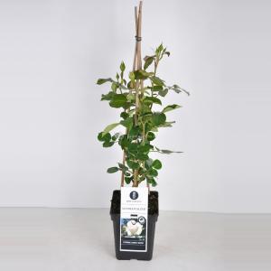 Klimroos (rosa "Schneewalzer"®) - C5 - 1 stuks