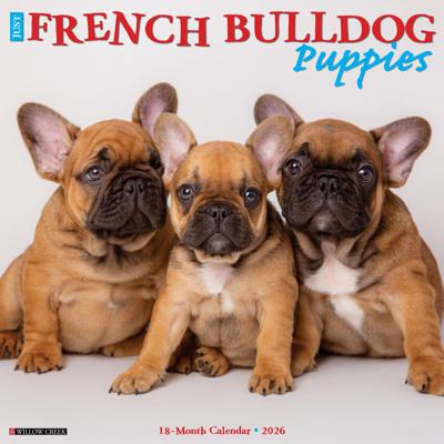 Franse Bulldog Puppies Kalender 2026