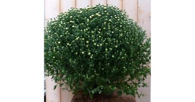 Bol Chrysant Wit GROOT Chrysanthemum Warentuin Natuurlijk - Warentuin natuurlijk