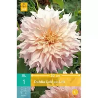 Dahlia cafe au lait - thumbnail