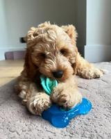 NYLABONE PUPPY FREEZER BONE WITH WASH CLOTH PINDAKAASSMAAK MEDIUM TOT 16 KG - thumbnail