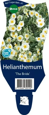 Helianthemum The Bride vaste plant Griffioen - Griffioen