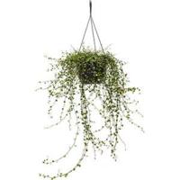 Muehlenbeckia maori hangplant - thumbnail