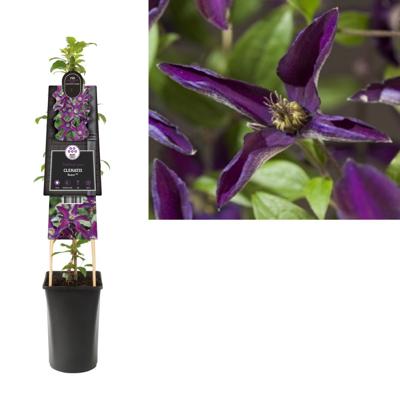 Klimplant Clematis Noora - Paarse Bosrank