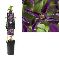 Klimplant Clematis Noora - Paarse Bosrank - thumbnail