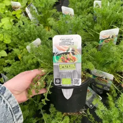 Puur kruiden Kamille Puur kruiden Kamille