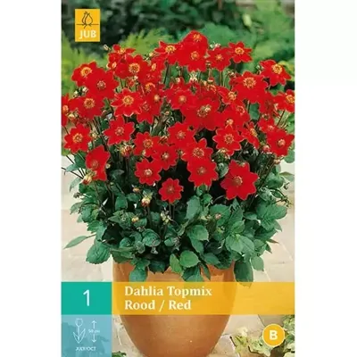Dahlia topmix rood/red 1st bloembol zomer Dahlia JUB - Jub
