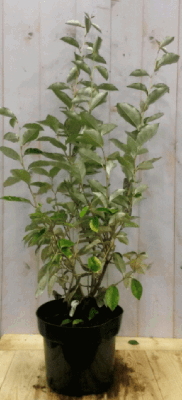Elaeagnus Olijfwilg groen blad 80 cm - Warentuin natuurlijk