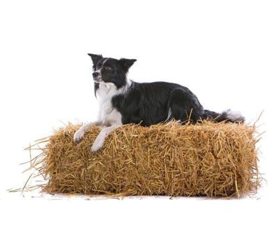 Noordwand Farmlife Behangposter hond op het stro - 3750054