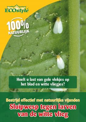 Sluipwesp tegen de larven van de witte vlieg ECOstyle - Ecostyle natuurlijke vijanden