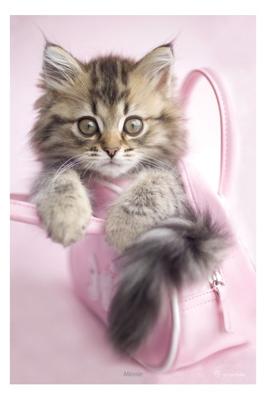 Kat Minnie Poster 61x91.5cm Kat Minnie Poster 61x91.5cm