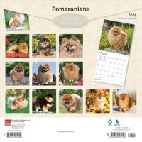 Pomeranian Kalender 2026 - thumbnail