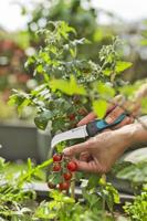 Gardena VeggieCut - 12211-20 12211-20 - thumbnail