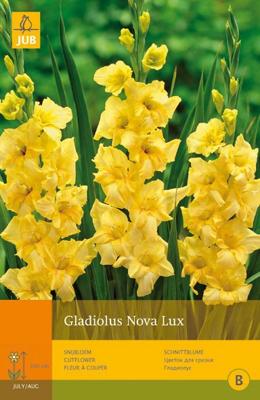 Gladiolus nova lux 10st bloembol zomer Gladiool JUB - Jub