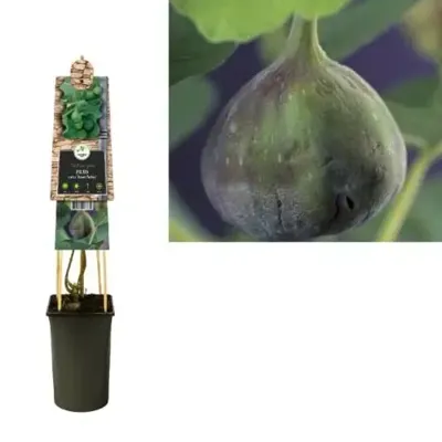 Vijg Ficus Carica Brown Turkey M 75 cm klimplant