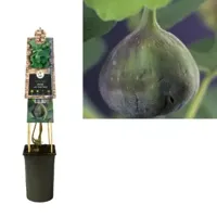 Vijg Ficus Carica Brown Turkey M 75 cm klimplant - thumbnail
