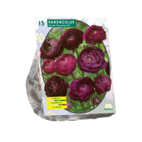 Bloembollen Ranonkel Purple Sensation 15 stuks Baltus - Baltus - thumbnail