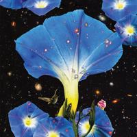 Nighttime Birds And Morning Stars - LP (0790377048315) - thumbnail