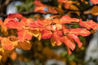 Perzisch ijzerhout - thumbnail