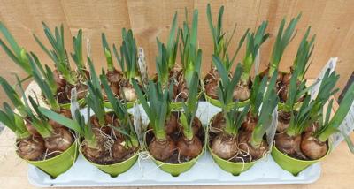 Narcis Tete a Tete 10 stuks in potjes kleur geel Warentuin Natuurlijk - Warentuin natuurlijk