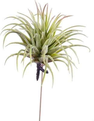 Tillandsia rubra 12 cm lt green Emerald - Emerald
