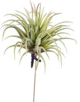 Tillandsia rubra 12 cm lt green Emerald - Emerald - thumbnail