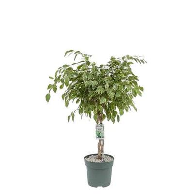 Ficus Safrana - Golden King Twisted Stem I Potmaat 27 H110-120 kamerplant Beautanic Lifestyle - Beautanic lifestyle Ficus Safrana - Golden King Twisted Stem I Potmaat 27 H110-120 kamerplant Beautanic Lifestyle - Beautanic lifestyle