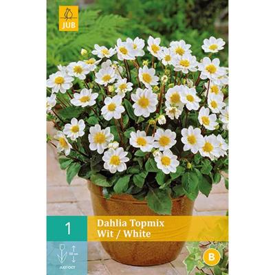 Dahlia topmix wit/white 1st bloembol zomer Dahlia JUB - Jub