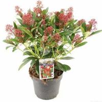 Skimmia (Skimmia Japonica “Rubella”) heester - 30-40 cm (C4.5) - 9 stuks - thumbnail