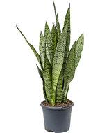 Sansevieria zeylanica inli kamerplant