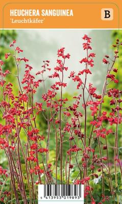 Vips Heuchera sanguinea Splendens - Purperklokje